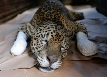 PARADOXOS DA AMAZÔNIA